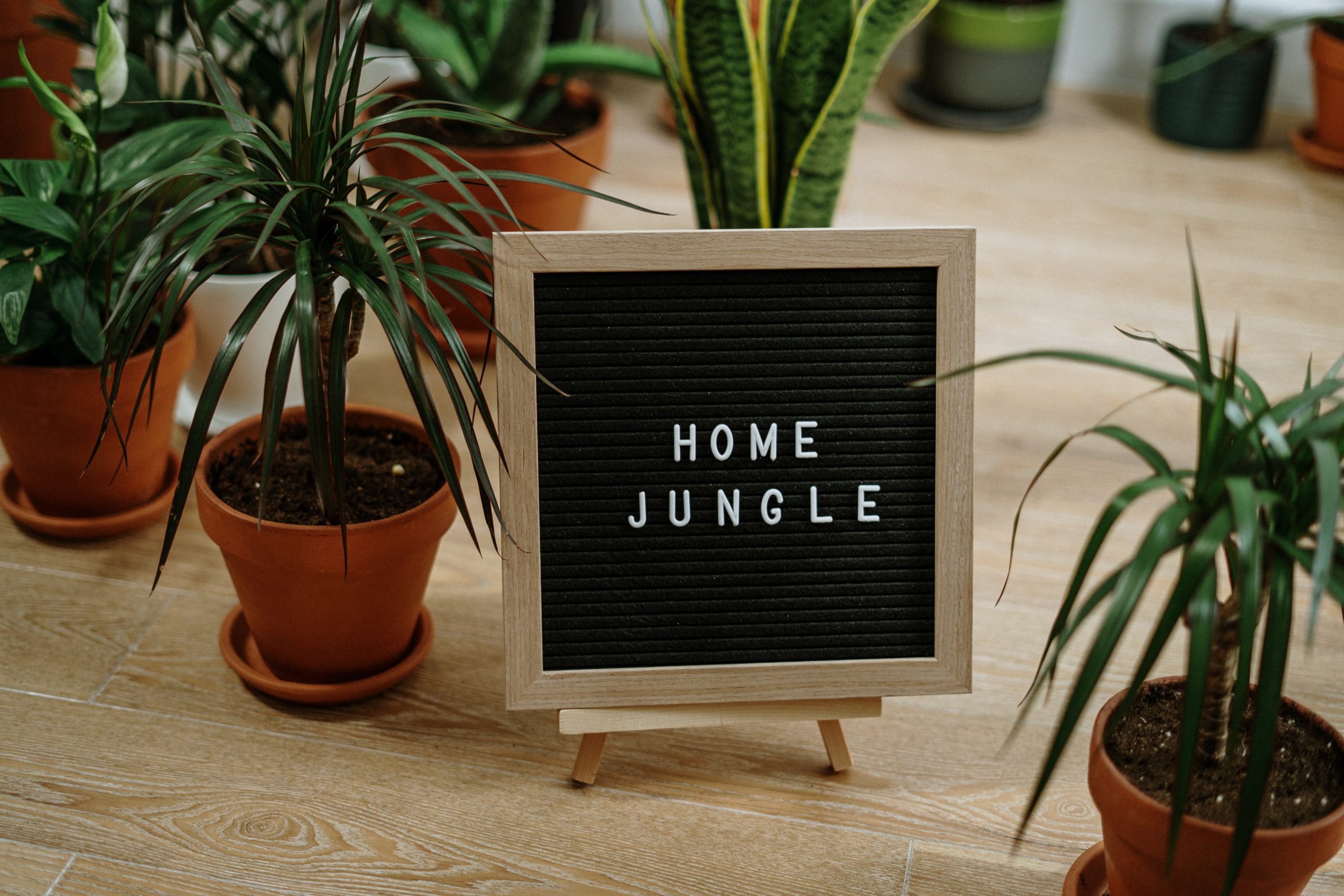 Turning A Plain Shophouse Yard Into An Instagram-Worthy ‘Jungle’